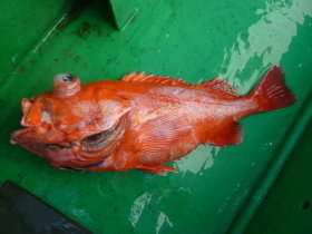 ベニアコウ(オオサガ)