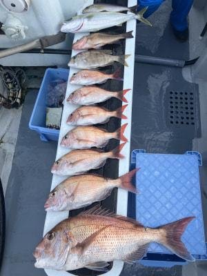 マダイ・コダイ(マダイ)・オオモンハタ・メジロ(ブリ)・メイチダイ・イサキ