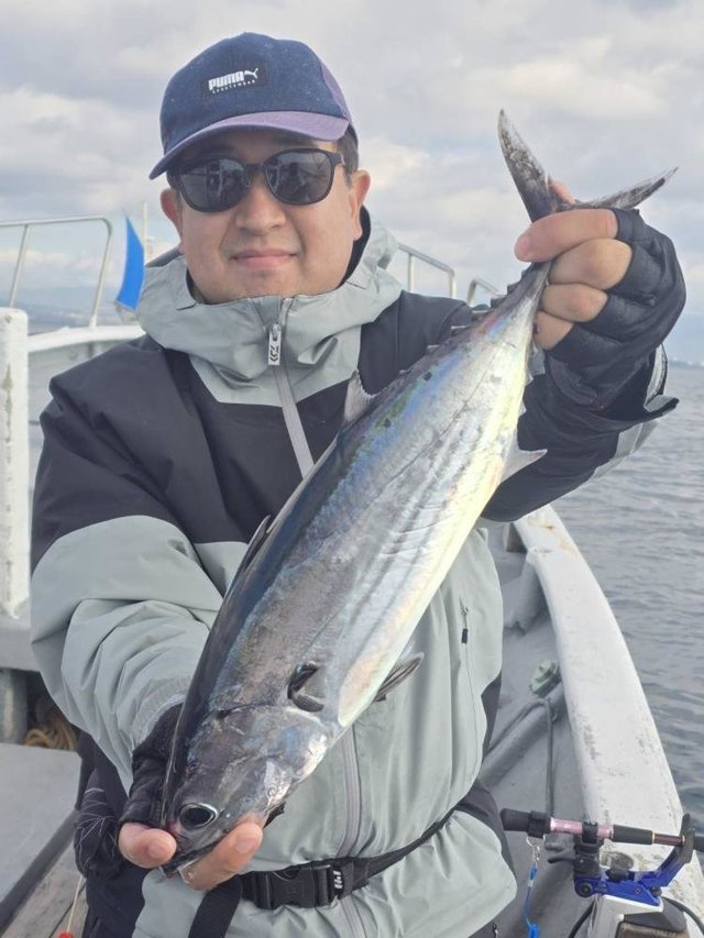 ホンガツオ(カツオ)