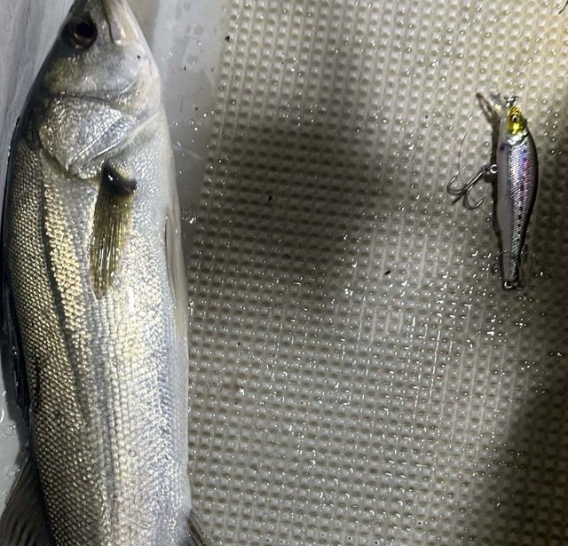 シーバス(スズキ)