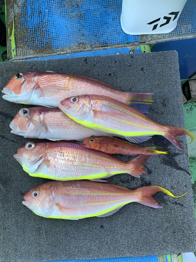 アマダイ(アカアマダイ)