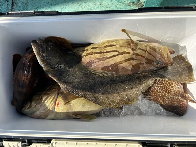 ホウキハタ・オオモンハタ・キジハタ