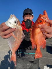 キダイ・キントキ(チカメキントキ)