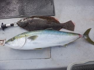 ハマチ(ブリ)・ヒラメ