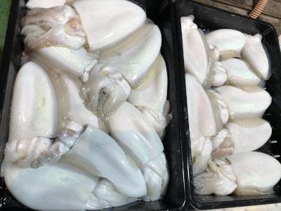 モンゴウイカ(カミナリイカ)