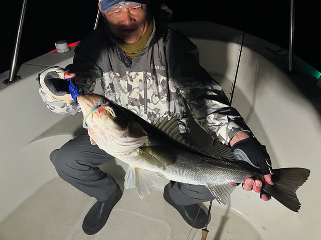 シーバス(スズキ)