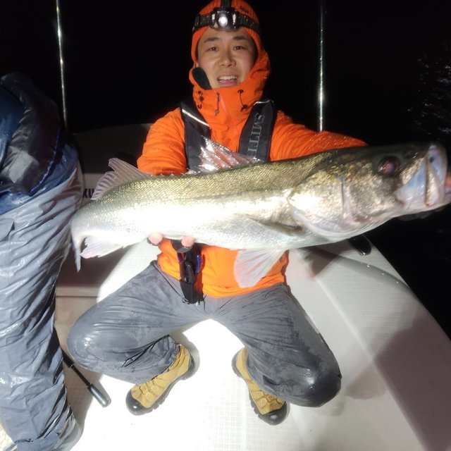 シーバス(スズキ)