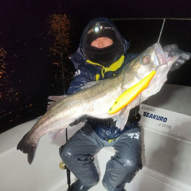 シーバス(スズキ)