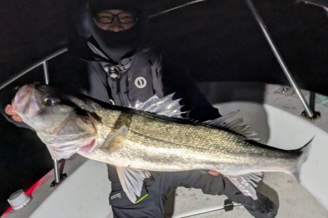 シーバス(スズキ)