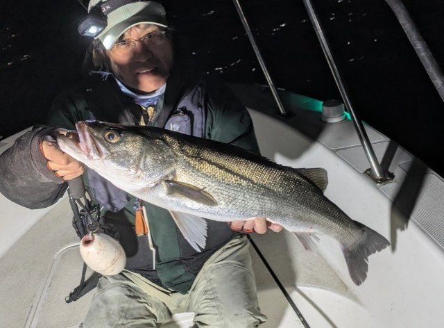 シーバス(スズキ)