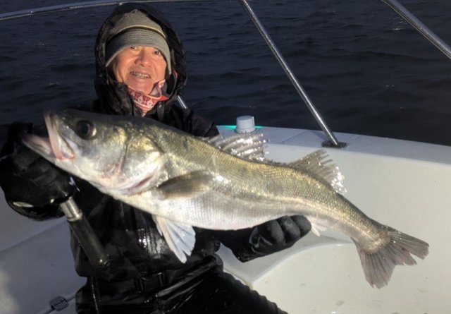 シーバス(スズキ)