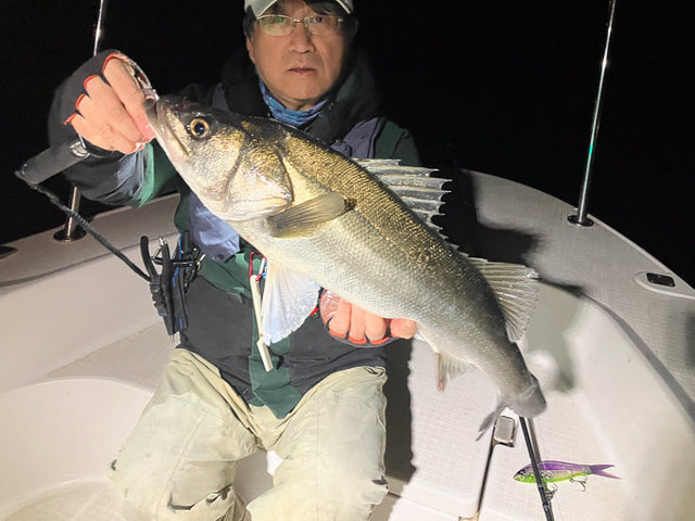 シーバス(スズキ)