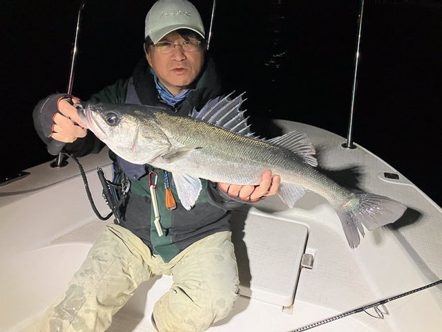 シーバス(スズキ)