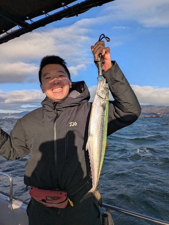 サゴシ(サワラ)