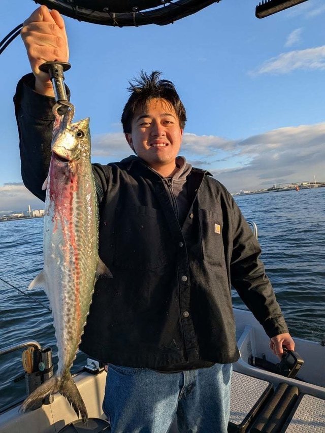 サゴシ(サワラ)