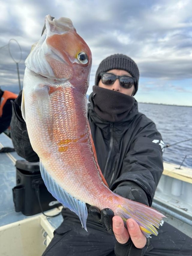 アマダイ(アカアマダイ)