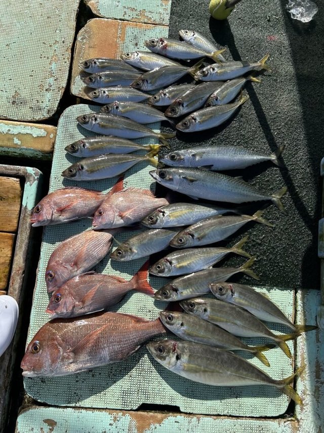 マダイ・マアジ・マサバ