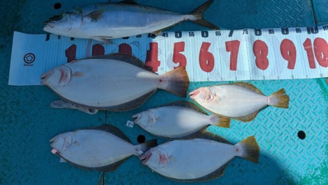 ワラサ(ブリ)・ヒラメ