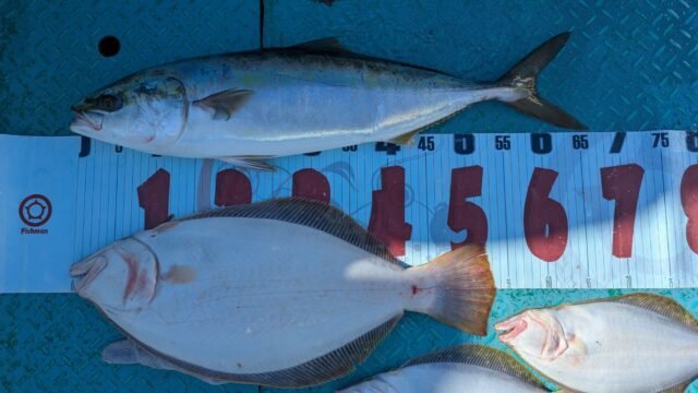 ワラサ(ブリ)・ヒラメ