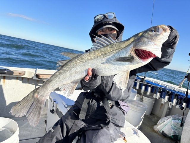 シーバス(スズキ)