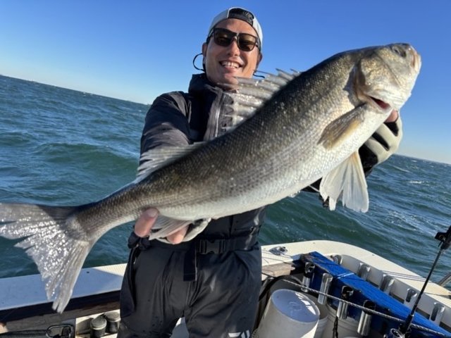 シーバス(スズキ)