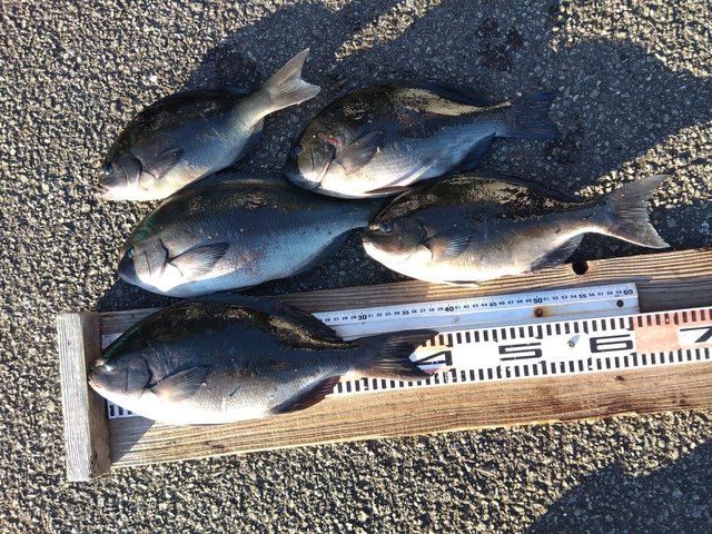 オナガグレ(クロメジナ)