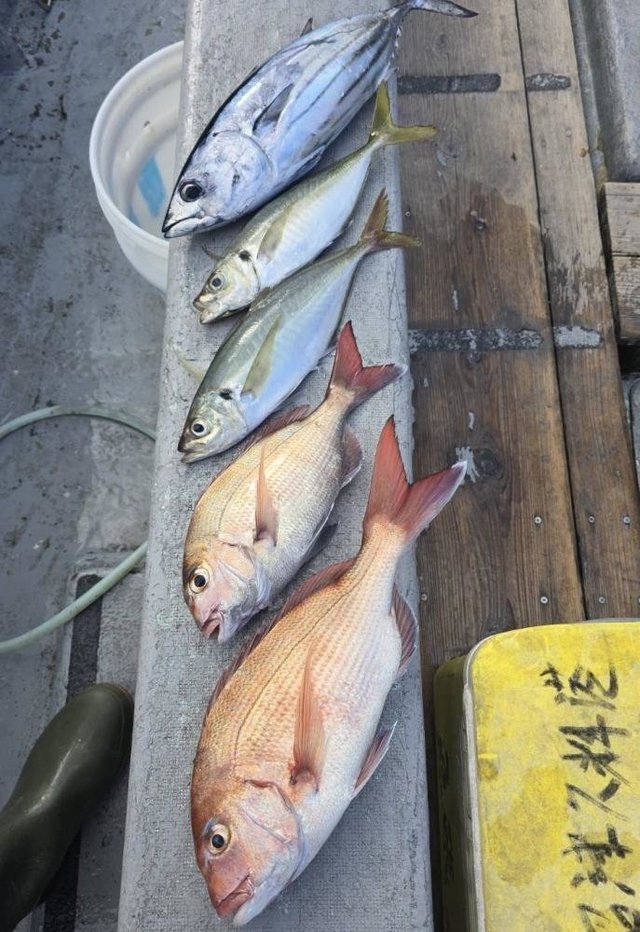 マダイ・アジ(マアジ)・ヒラソウダ