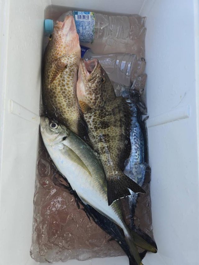 オオモンハタ・アジ(マアジ)・ヒラソウダ