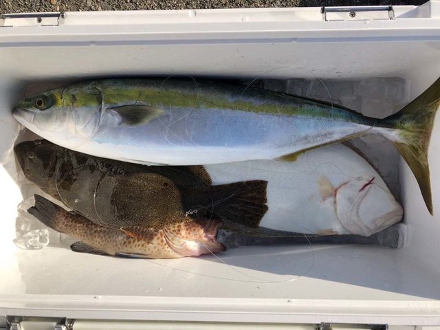 オオモンハタ・ワラサ(ブリ)・ヒラメ