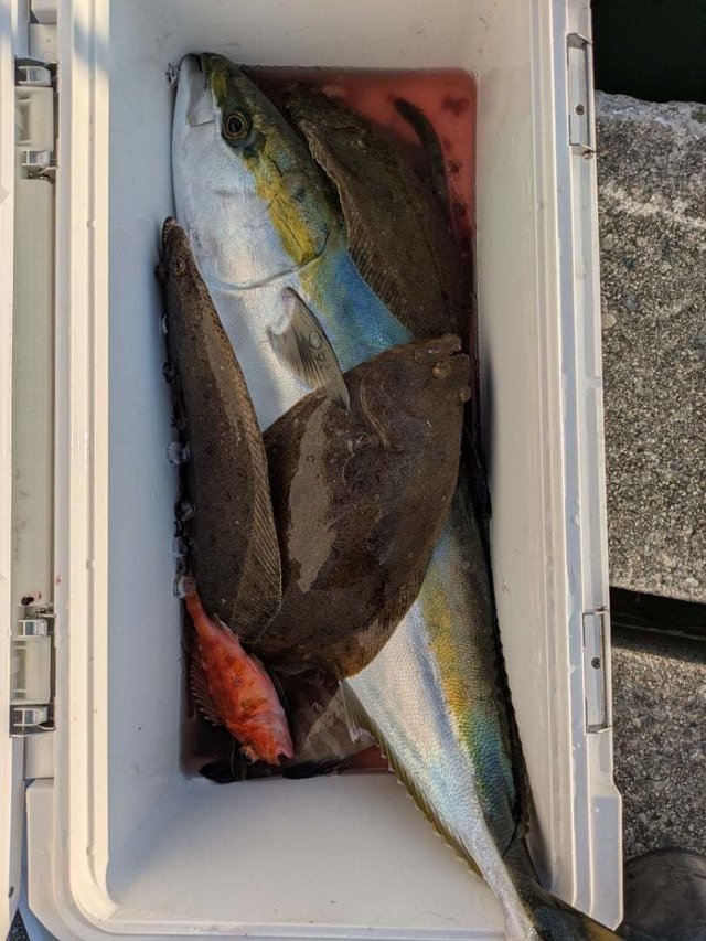 アカハタ・ワラサ(ブリ)・ヒラメ