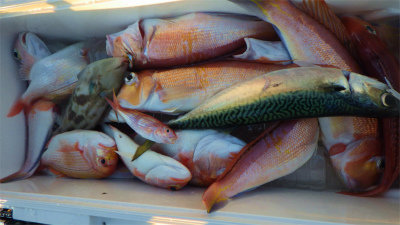 レンコダイ(キダイ)・アマダイ(アカアマダイ)・サバ(ゴマサバ)