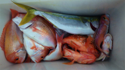 レンコダイ(キダイ)・イナダ(ブリ)・ウッカリカサゴ