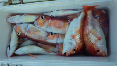 レンコダイ(キダイ)・アマダイ(アカアマダイ)