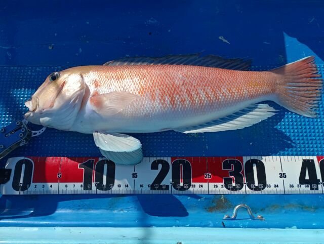 アマダイ(アカアマダイ)