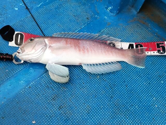 アマダイ(アカアマダイ)