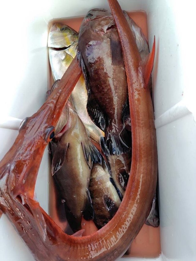 マハタ・ショウゴ(カンパチ)・ヤガラ(アカヤガラ)