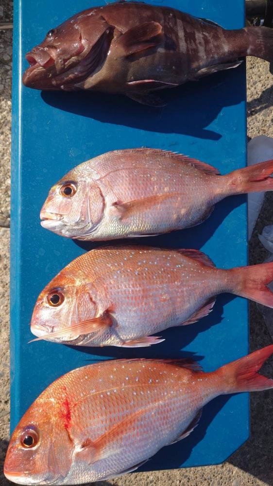 マダイ・マハタ