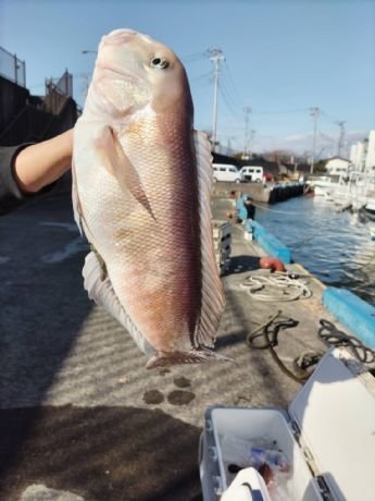 アマダイ(アカアマダイ)