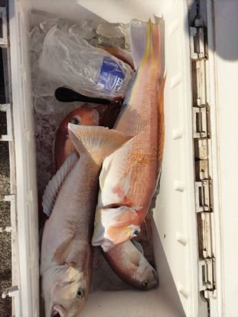 アマダイ(アカアマダイ)