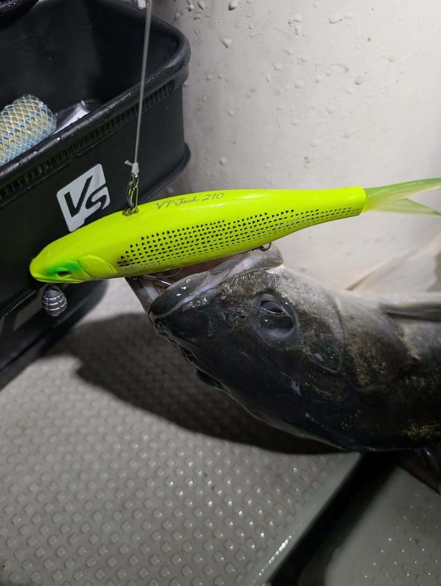 シーバス(スズキ)