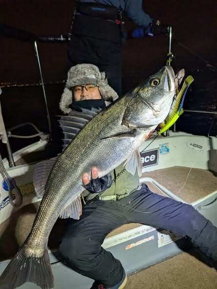 シーバス(スズキ)