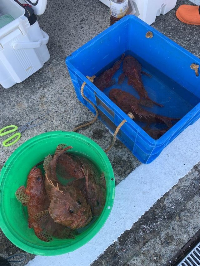 オニカサゴ・カンコ(ウッカリカサゴ)