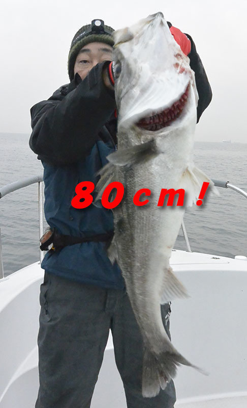 シーバス(スズキ)