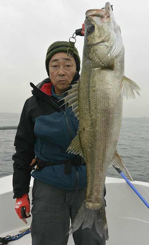 シーバス(スズキ)