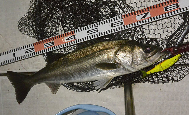 シーバス(スズキ)