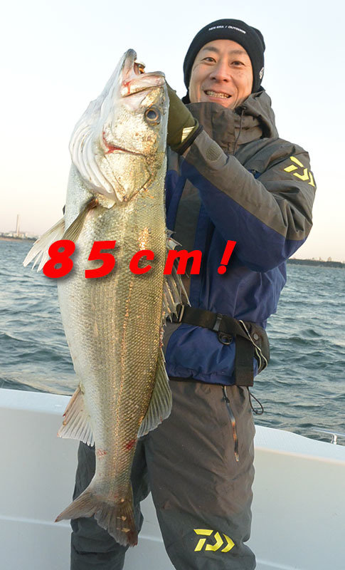 シーバス(スズキ)