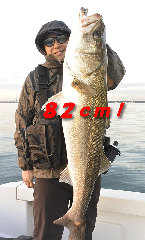 シーバス(スズキ)