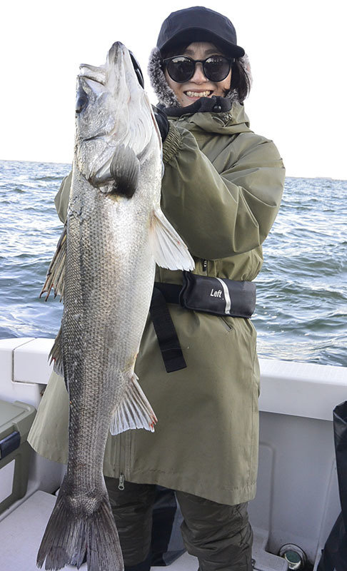 シーバス(スズキ)