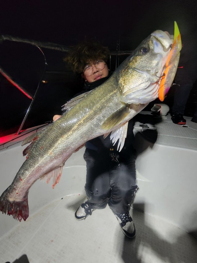 シーバス(スズキ)