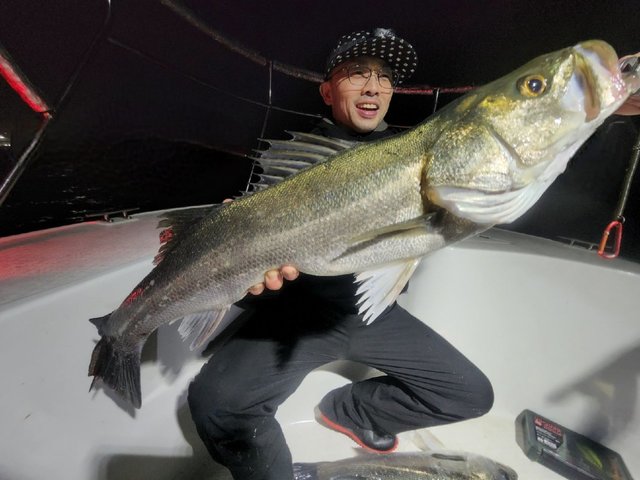 シーバス(スズキ)